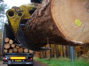 Software hj�lper skovbilerne ud til tr�et  