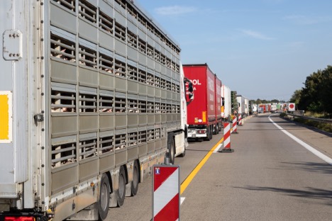 EU-Parlamentsmedlem fulgte med Dyrenes Beskyttelse bag en dyretransport gennem Europa