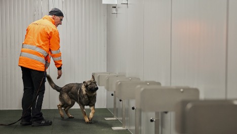 Bombehunde kan sniffe en hel lastbiltrailer for sprngstoffer p f sekunder